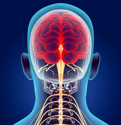 საშვილოსნოს ყელის ხერხემლის ნერვული არხების ილუსტრაცია